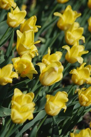 flowers background from tulips の写真素材