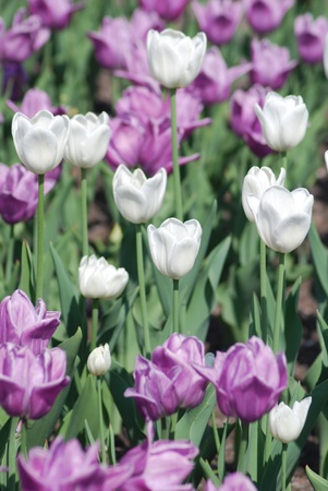 flowers background from tulips の写真素材
