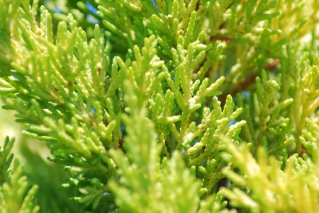 Green branches plant texture - nature background close up          