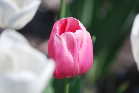 One pink tulip on white tulips in backgroundの写真素材