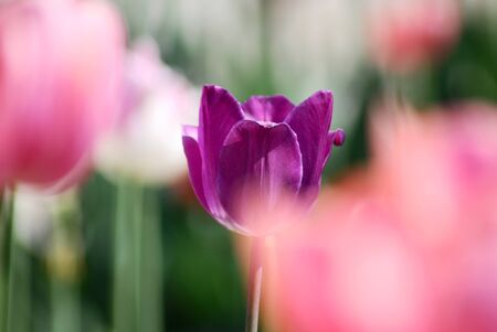 One violet tulip on other tulips in backgroundの写真素材