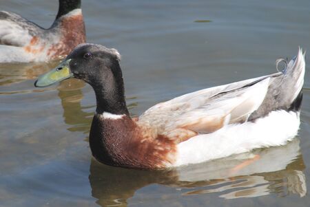  floating mallard の写真素材