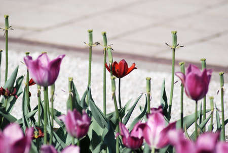 One red tulip on pink tulips in backgroundの写真素材