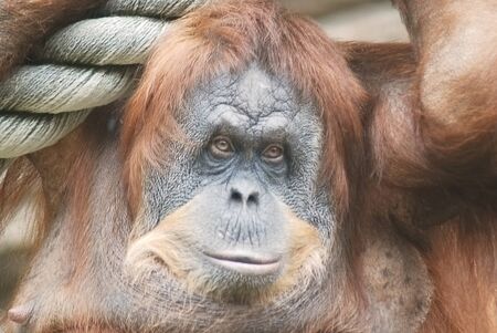 close-up of a huge female orangutan  の写真素材