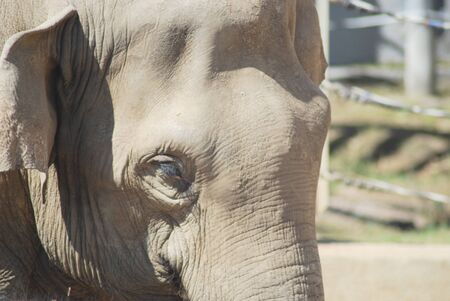 close up of the head and eye of an asian elephantの写真素材