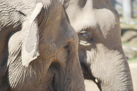  couple of asian elephants in love close up, animal family pair の写真素材