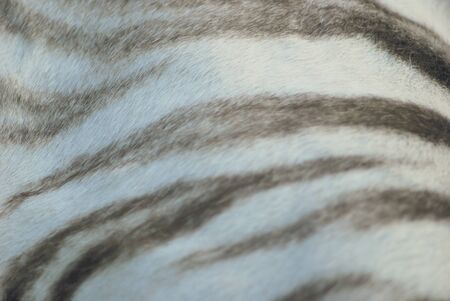 white tiger skin close up, natural texture  の写真素材