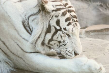 rare white tiger  lying on a rock  in zoo の写真素材