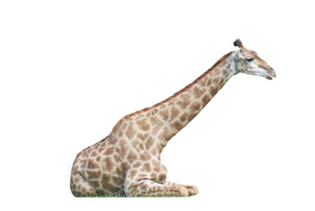  lying  big spotty giraffe isolated on whiteの写真素材