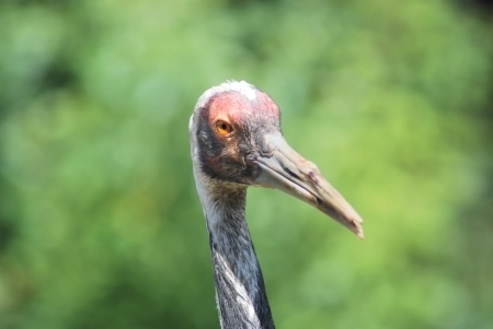 close up of  the head and eye of  a sandhill crane の写真素材
