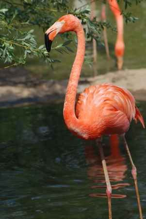 close up  of a beautiful pink flamingo, tropical birdの写真素材