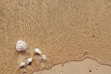 different seashells on a beach sand, marine landscape の写真素材