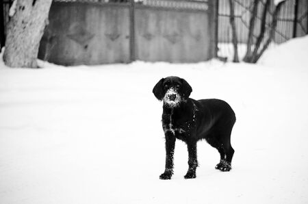 Black dog against the background of white snowの写真素材