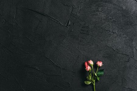 Pink flower on a dark cement backgroundの写真素材