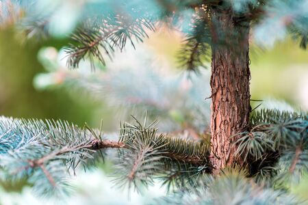 Pine tree, macro photo