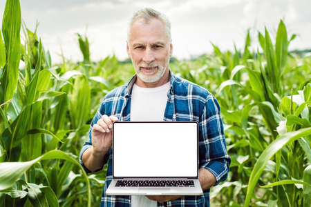 Portrait of an old agronomist standing in a corn field holding open laptop in his hands. White screen mockupの写真素材