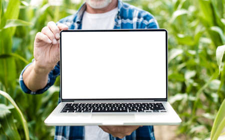 Middle aged farmer standing in a field holding laptop. White screen mockupの写真素材