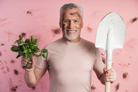 Smiling, attractive, older man holds grown greens and a shovel in his hands. Elderly man on a background of dirty, pink wall.の写真素材