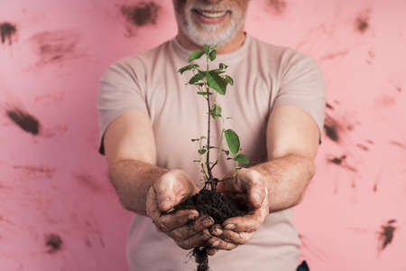 Close-up view of a man's hand. An older, attractive man holds a planting plant in his hands. On a dirty, pink background, a man is a gardener.の写真素材
