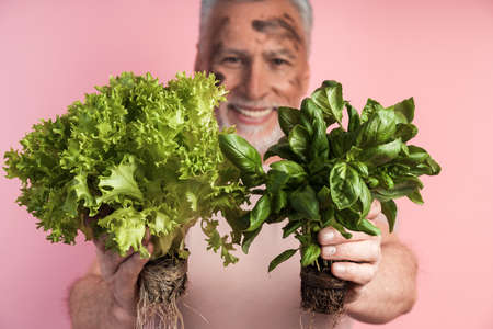 Close-up view, senior man holding fresh food - lettuce and basil. On a pink background, a smiling man holding a grown crop.の写真素材