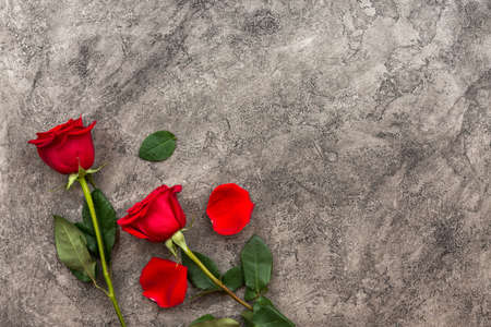 Isolated red roses on a gray backgroundの写真素材