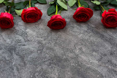 Red roses on gray background, colorkey effect.の写真素材