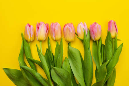Bouquet of tulips  on yellow Easter background. - Imageの写真素材