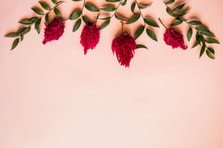 Closeup a fresh flowers  and a green leafs lie on a pink background -  Copy spaceの写真素材