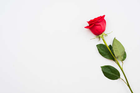 Single beautiful red rose isolated on white backgroundの写真素材