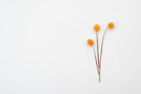 Three orange rustic flowers lie on table. Copy spaceの写真素材