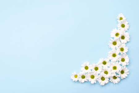 Pattern of  fresh chamomile flowers on table. Copy space on blue backgroundの写真素材