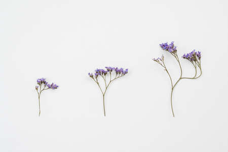Pattern made of  three rustic flowers on tableの写真素材