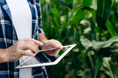 Agronomist works in a field, looking at something on a tablet. Agribusiness, agrotechnology.の写真素材