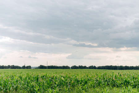 Field and endless sky. Agriculture, a field sown with crops.の写真素材