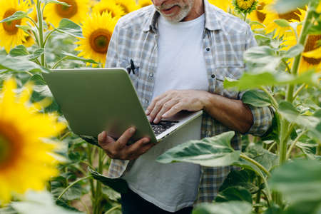 The concept of modern technologies in agribusiness. An agronomist works on a laptop in the middle of a field.の写真素材