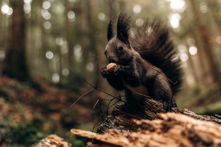 Full length view of the brown squirrel sitting at the tree brunch and eating the nut while spending time at the forestの写真素材