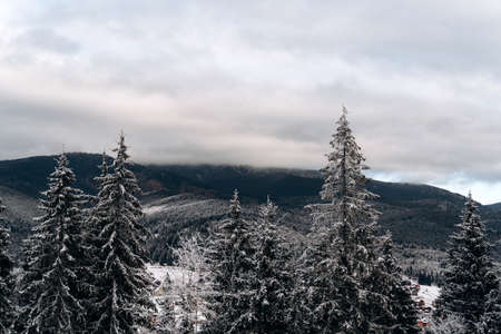 Misty foggy mountain landscape with fir forest and snowy hills. Cloudy sky. Winter nature concept. Stock photoの写真素材