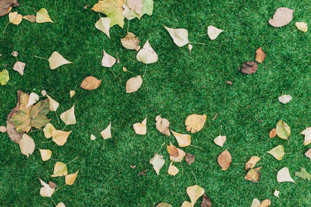 Autumn fallen leaves in green grass. Top view of the a lot of autumn leafs at the green grass. Colorful background image of fallen autumn leaves perfect for seasonal useの写真素材