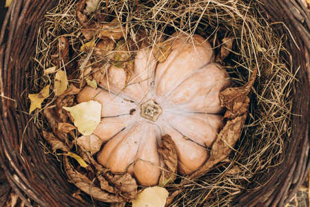 Top view of the orange pumpkin laying at the brown wicker basket around the straw and dry leaves. Autumn and harvest conceptの写真素材
