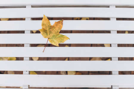 Autumn border with leaf on vintage white rustic wood background. Empty space for copy, text, lettering. Autumn maple leaf background. Top viewの写真素材