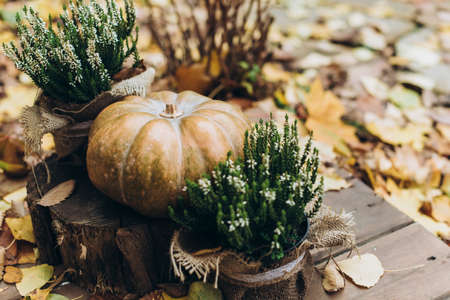 Decorative composition of the pumpkins at the wooden hemps and pots with plants. Defocused colorful leaves in the backgroundの写真素材