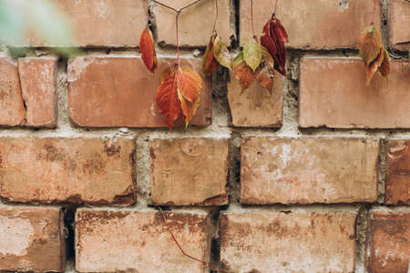 Red and orange autumn leaves hanging at the brick wall background outdoor. Bright leaves at the autumn season. Space for textの写真素材