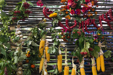 Autumn harvest. Top flat lay of the a lot of vegetables at the wooden background. Pepper, garlic, corn and different berries and flowersの写真素材