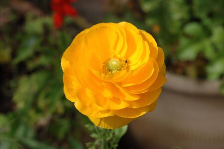 Ranunculus asiaticus, a Persian buttercup.の写真素材