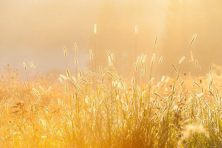 grass in the rising sunの写真素材