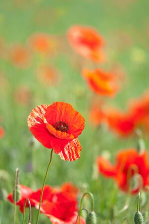 blooming red poppies on a green meadowの写真素材