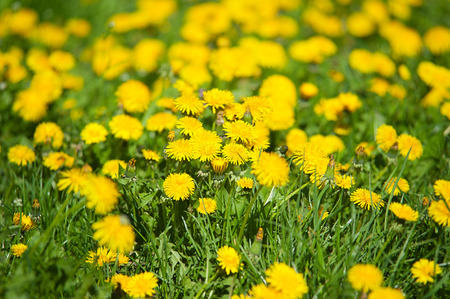 meadow with blooming dandelionsの写真素材