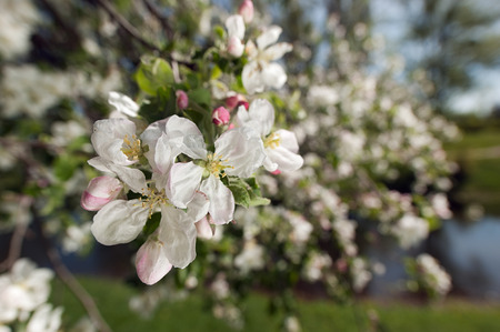 blooming apple tree in the gardenの写真素材