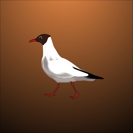 white bird seagull isolated with brown backgroundのイラスト素材
