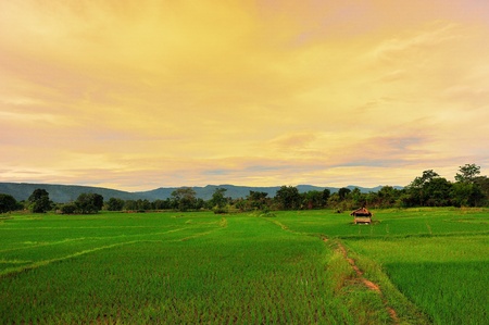 fieldの写真素材